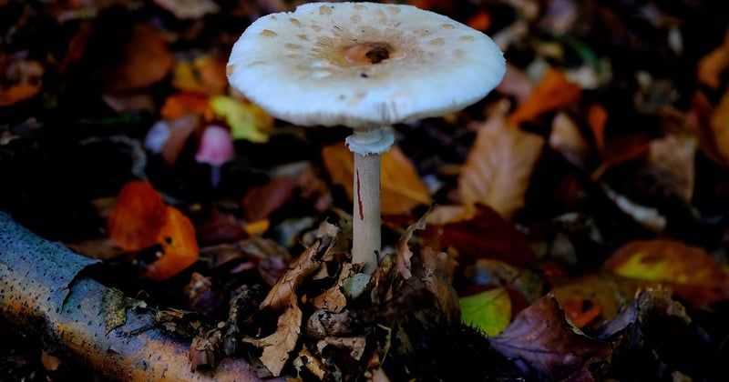 Champignon bolet jaune : comment le reconnaître et éviter les confusions
