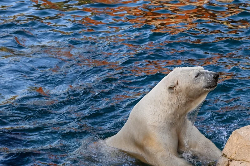 Habitat naturel de l'ours en France 2026