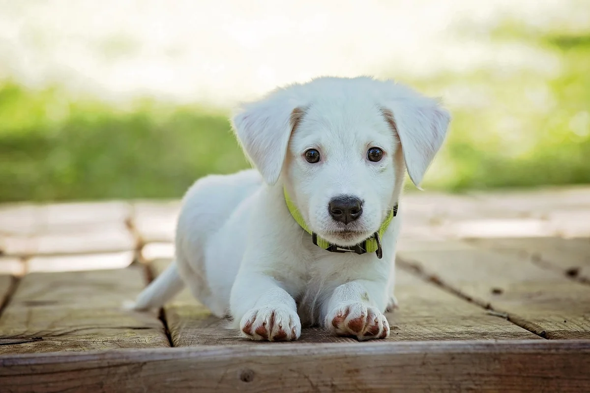 Découvrez le prix détection canine punaise de lit 2025 : votre guide 2026 complet