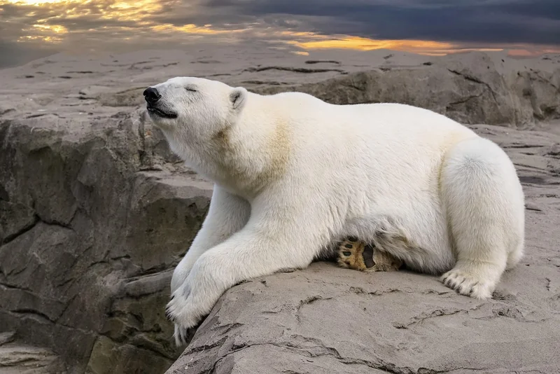 Erreurs à éviter quand on parle de maison ours