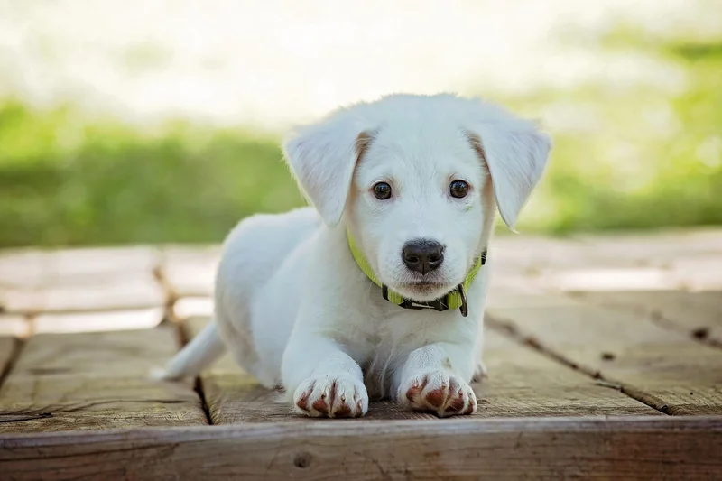 Les coûts cachés que personne ne vous dit sur l'entretien d'un chien détecteur