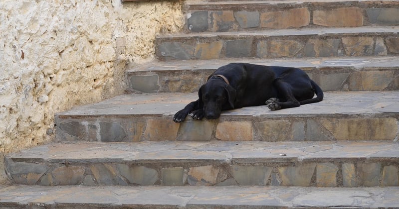 Monte-escalier Stannah : tarifs, prix et devis détaillés