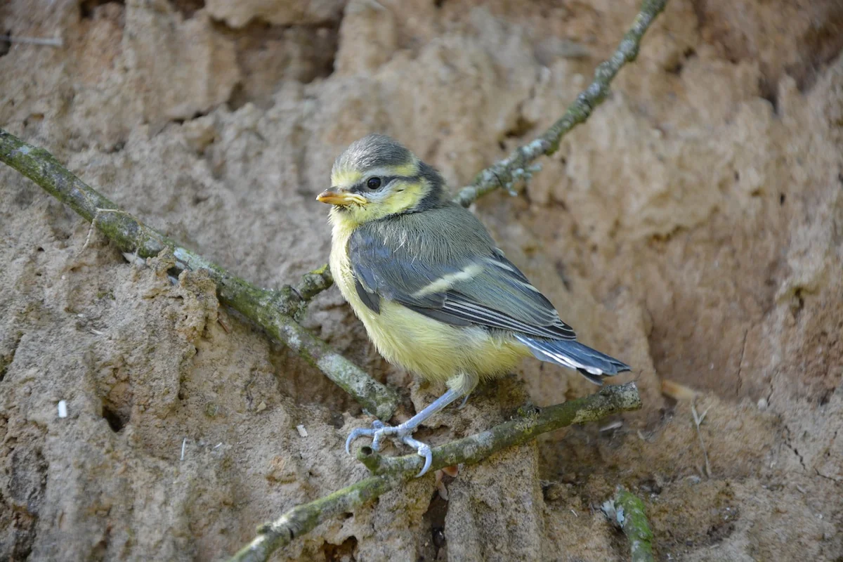 Que faire quand on trouve un oisillon de mésange tombé du nid ?