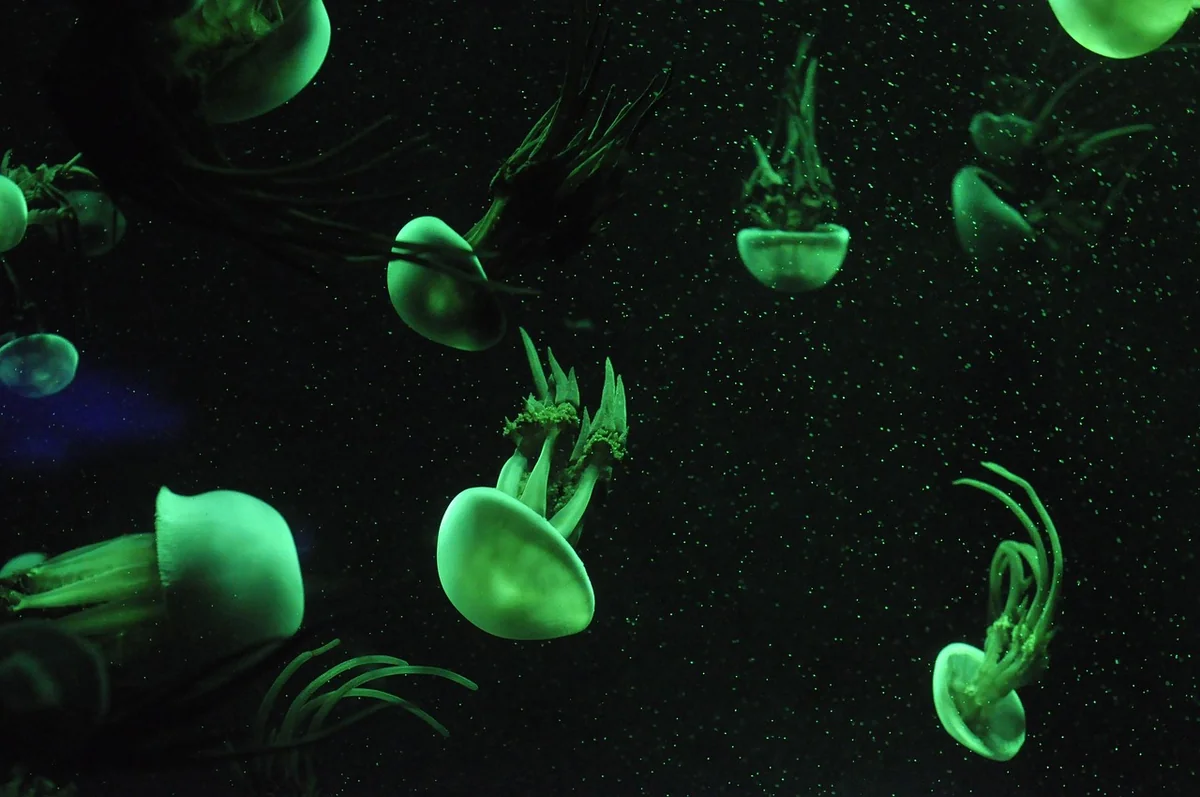 Découvrez les tarifs 2026 de l'aquarium de La Rochelle et planifiez votre visite