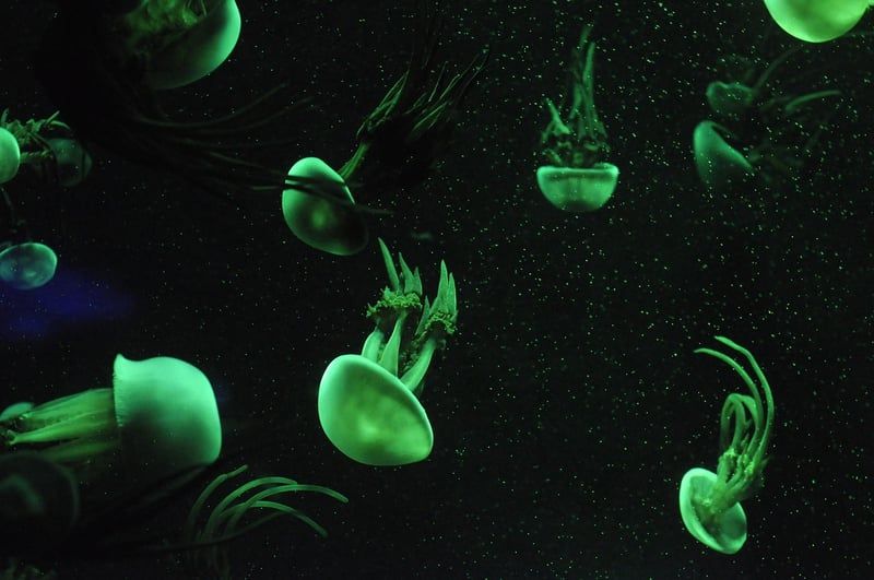 Découvrez les tarifs 2026 de l'aquarium de La Rochelle et planifiez votre visite
