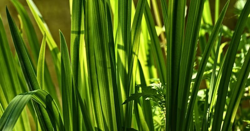 Jonc de mer sur carrelage : 5 astuces 2026 pour une pose réussie