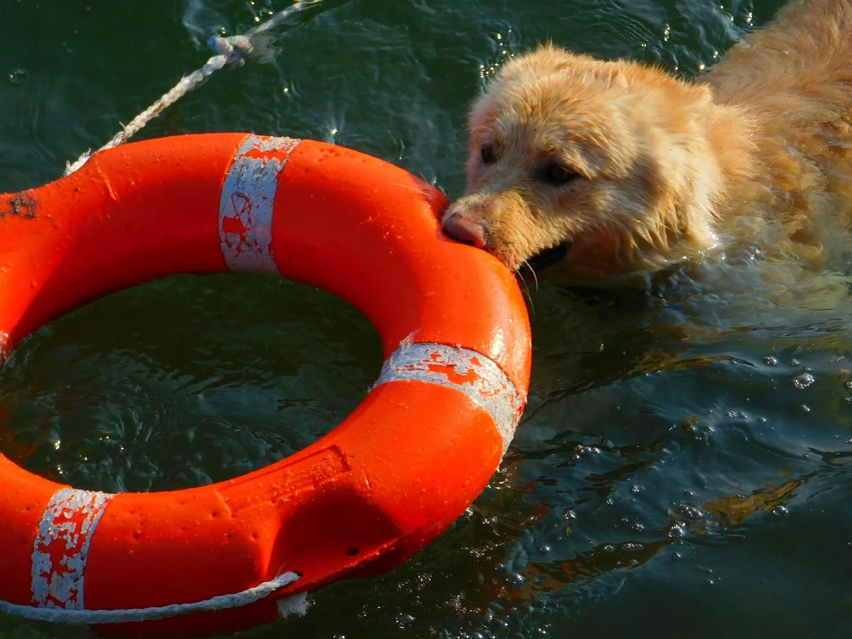 Acheter un chien détecteur : un investissement à ne pas prendre à la légère