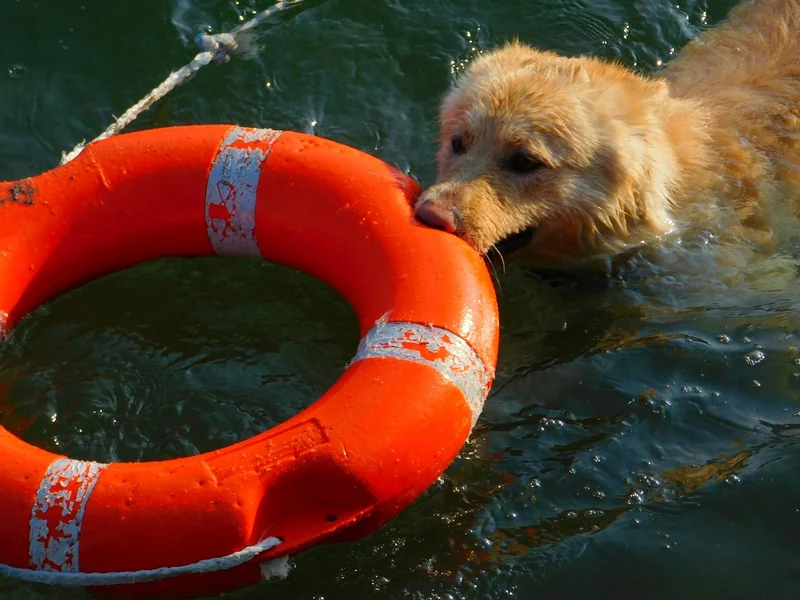 Acheter un chien détecteur : un investissement à ne pas prendre à la légère