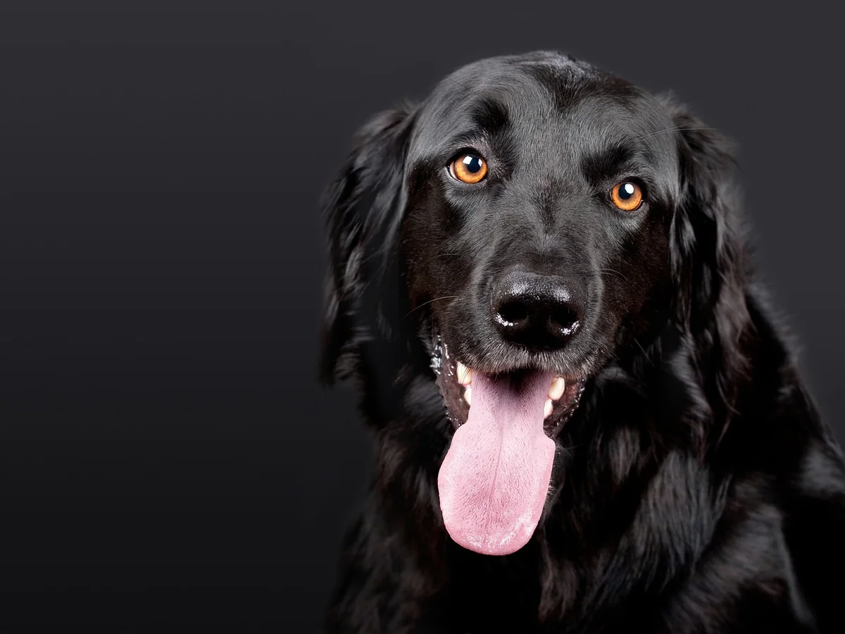 Découvrez combien coûte un chien détecteur de punaise de lit en 2026