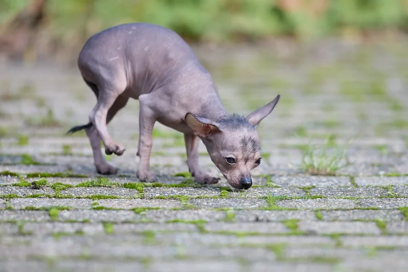 Les vrais prix 2025 de la détection canine