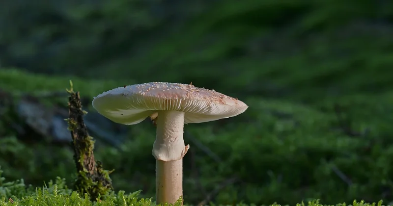 Où et quand chercher en forêt